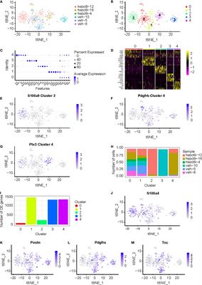 Pharmacological Inhibition and Genetic Knockdown of BCL9 Modulate the Cellular Landscape of Cancer-Associated Fibroblasts in the Tumor-Immune Microenvironment of Colorectal Cancer